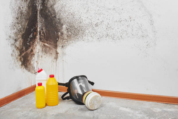 Best Mold Remediation  in Riverside, UT