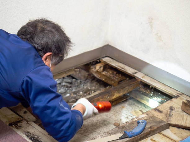 Best Mold Removal Specialists  in Riverside, UT