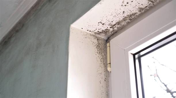 Best Certified Mold Removal  in Riverside, UT