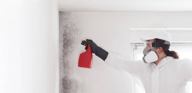 Best Certified Mold Removal  in Riverside, UT