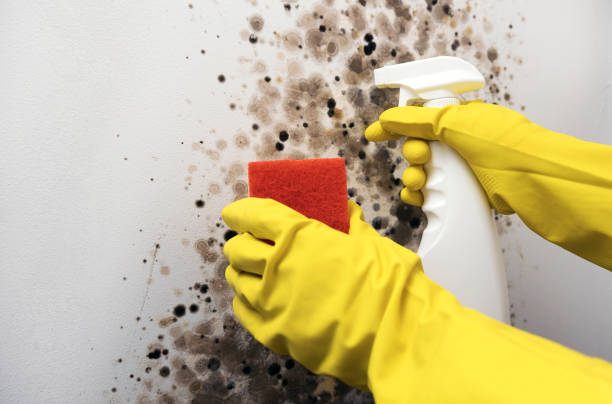 Best Mold Cleaning Services  in Riverside, UT