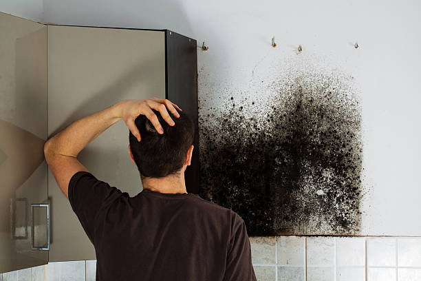 Riverside, UT Mold Removal Company