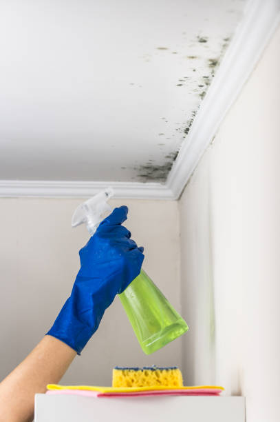 Best Office Mold Removal Services  in Riverside, UT