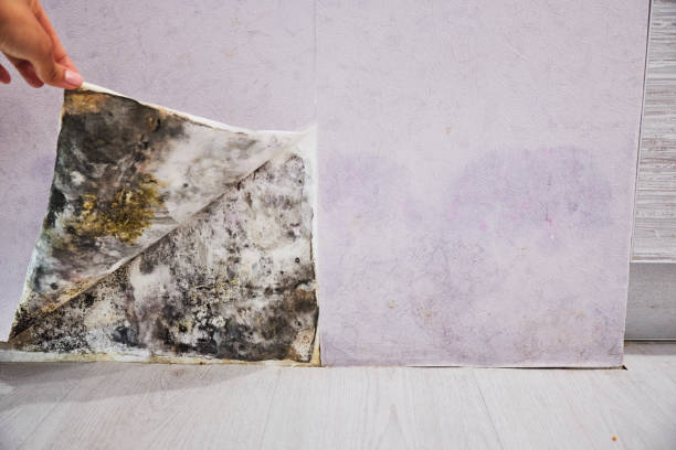 Best Professional Mold Removal  in Riverside, UT